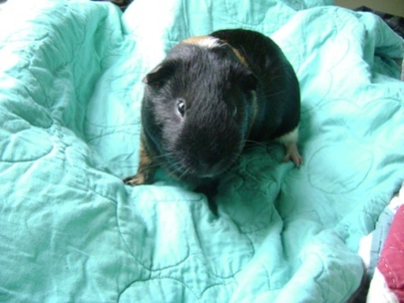 Rachel E Smith guinea pig Belvedere