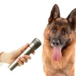 dog voice