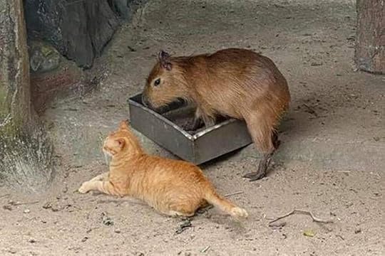 (the capybara, not the cat)