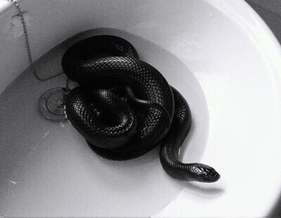 snake, black, and black and white image