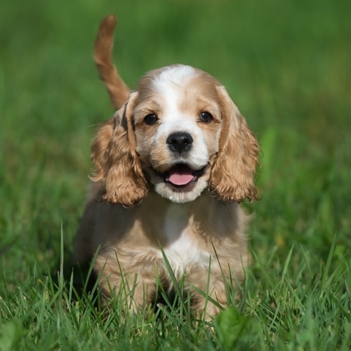 spaniel playing