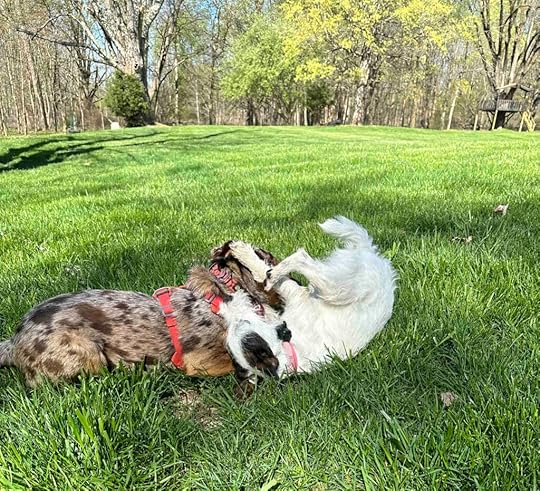 Sunny and Ruby - do what makes your dog happy - canine enrichment