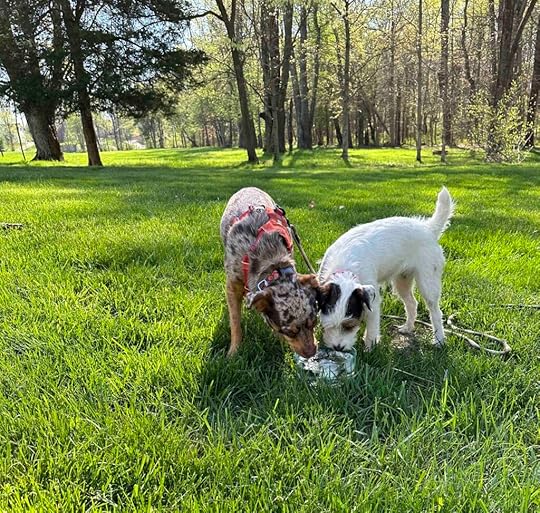 Sunny and Ruby sharing a drink - do what your dog loves - canine enrichment