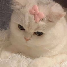 730 Best Cat aesthetic ideas in 2023 | cat aesthetic, cute ...