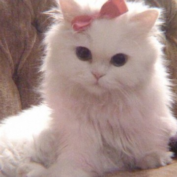 cat aesthetic - widgetopia homescreen widgets for iPhone / iPad / Android