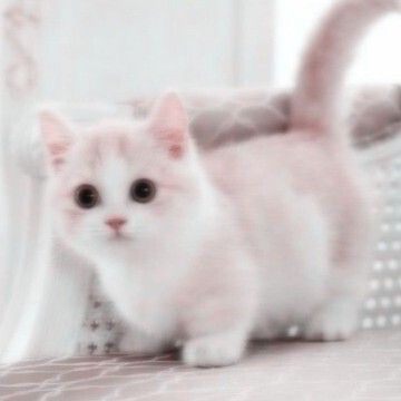 Cute Cat pink aesthetic - widgetopia homescreen widgets for iPhone / iPad / Android