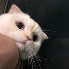 46 Cats Aesthetic ideas | cats, cat aesthetic, cute animals