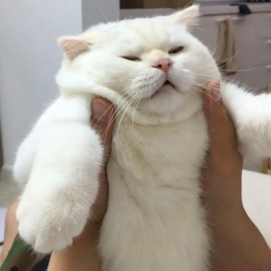 soonmoo cat | Explore Tumblr Posts and Blogs | Tumgik