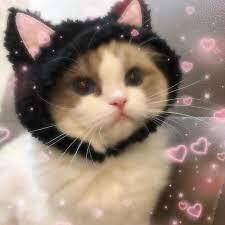 Download Free 100 + cute cat aesthetic