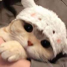 Download Free 100 + cute cat aesthetic