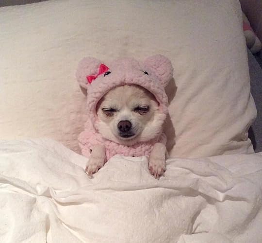 Isn't she lovely. : r/Chihuahua