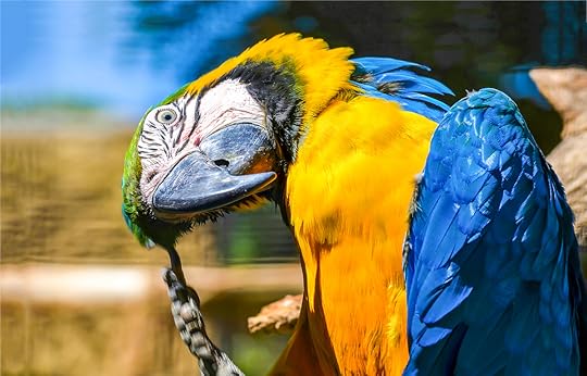 Blue-yellow macaw parrot portrait