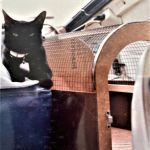 Black cat sitting on a cage