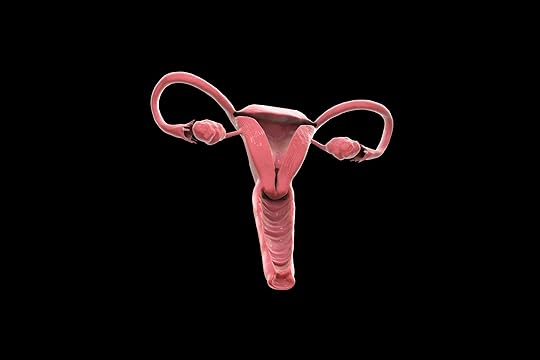 model of ovaries