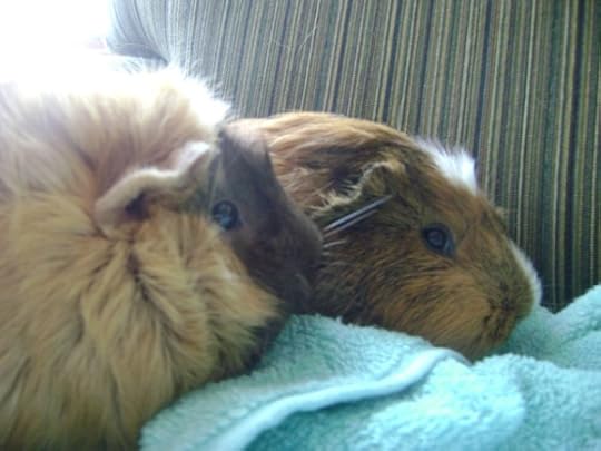 Rachel E Smith guinea pigs Ozma and Peregrine