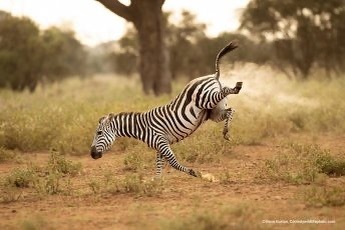 Vote for your favorite comedy wildlife photo https://www.comedywildlifephoto.com/affinity-photo-peoples-choice-award/vote-affinity-photo-peoples-choice-award.php