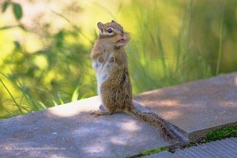 Vote for your favorite comedy wildlife photo https://www.comedywildlifephoto.com/affinity-photo-peoples-choice-award/vote-affinity-photo-peoples-choice-award.php