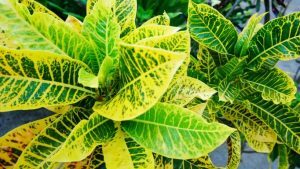 VARIEGATED