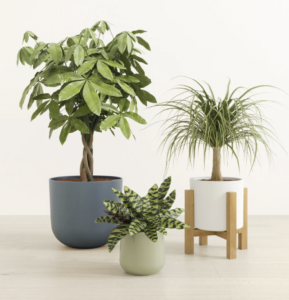 easyplant houseplants