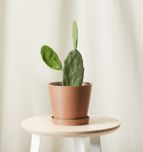 bloomscape cactus houseplant in a ceramic pot