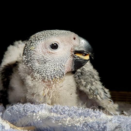 Picture of a baby parrot