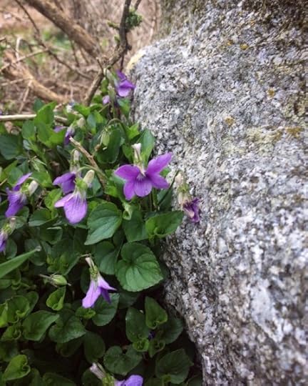 wild violets round the witch stone