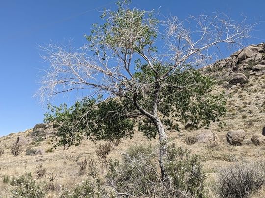 That's a tree. On a hill. In New Mexico in Spring 2023.