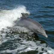 dolphin