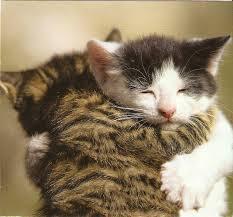 two cats cuddling