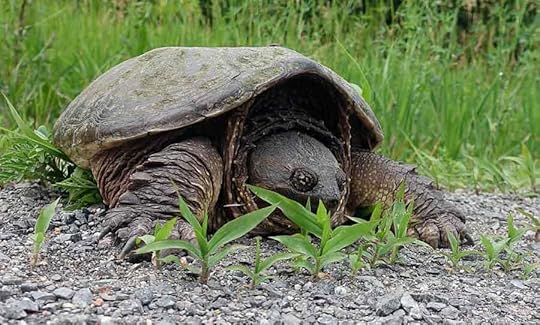 Mature snapping turtle about to dig a nest in roadside gravel.