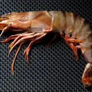 tiger-prawn