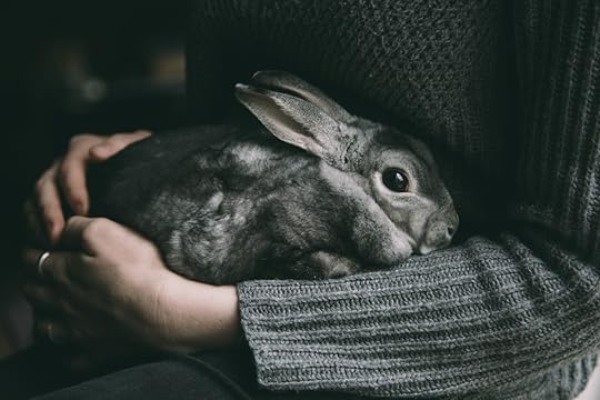 rabbit, animal, and grey image