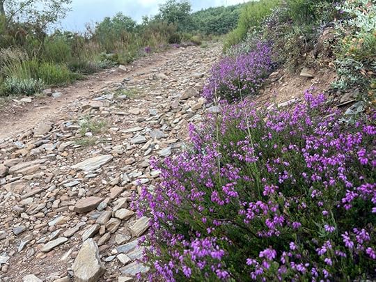 Bright pink heather grows at the side of a pathway filled with loose, jagged rocks
