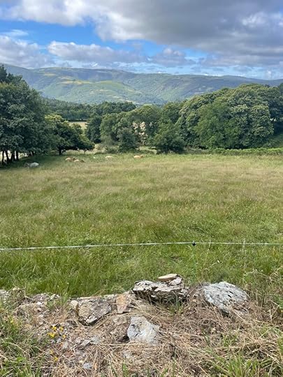 A green and brown pasture with cows lying down, before bunches of trees and bigger mountains in the background