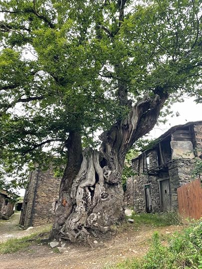 A gnarled tree stands in the middle of a circle of old stone buildings