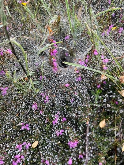 Pink flowers lay under a thick net of spiderweb, the web converging into a tunnel between the flowers. Raindrops scatter across the web.