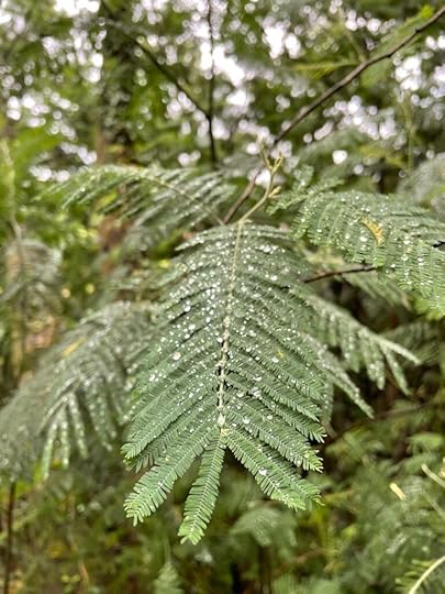 Raindrops scattered across a frothy fern