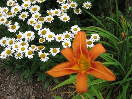 Garden flowers