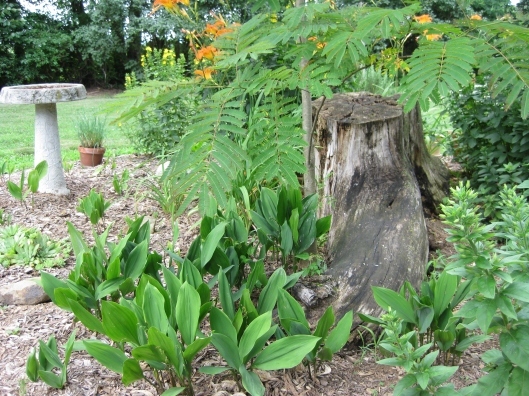 Garden 1