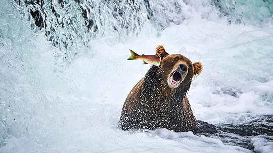 bear standing in river being hit in the face by a jumping salmon
