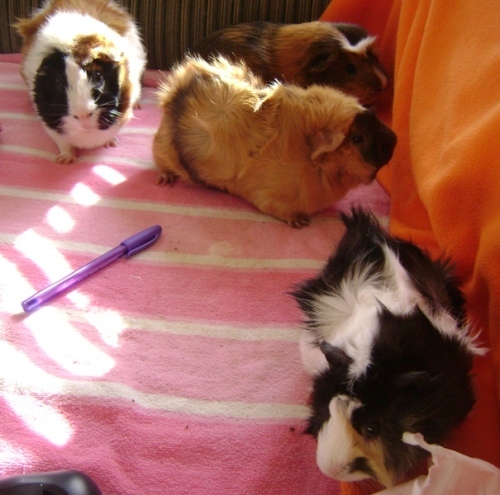 Rachel E Smith guinea pigs Horace Peregrine Ozma Finny