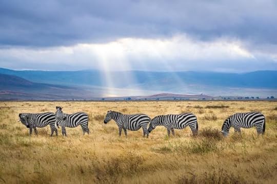 Arusha Region, TanzaniaFive Zebra Grazing on Grass Field by Hendrik Cornelissen