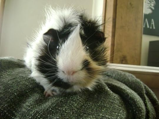 Rachel E Smith guinea pig Finny