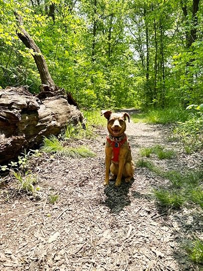 Sunny all smiles on the trail at Blue Cast Springs