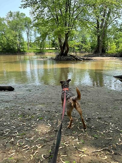 Sunny watching geese at Blue Cast Springs.