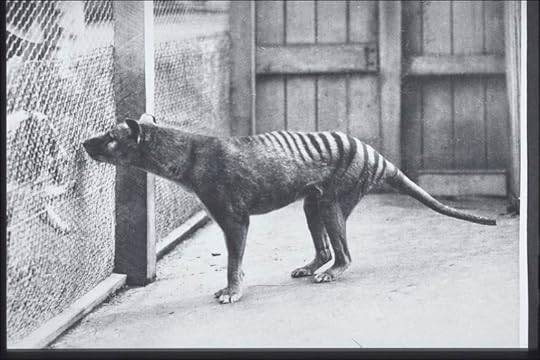 Thylacinus at Hobart Zoo. Via Wikimedia Commons.
