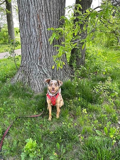Sunny at Greenhurst Commons
