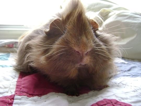 Rachel E Smith guinea pig Danger Crumples