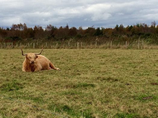 Highland Cow