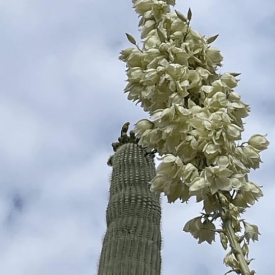 Cactus flower in bloom in front of tall cactus with floral crown and bird.